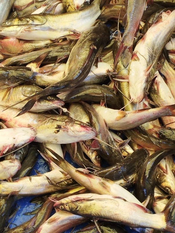 NONA TENGRA (নোনা ট্যাংরা)